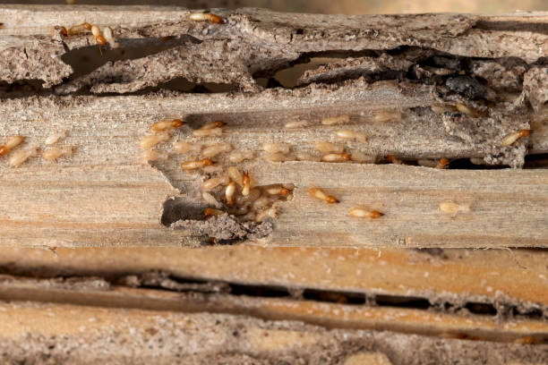 Best Residential Pest Control  in Milford, UT