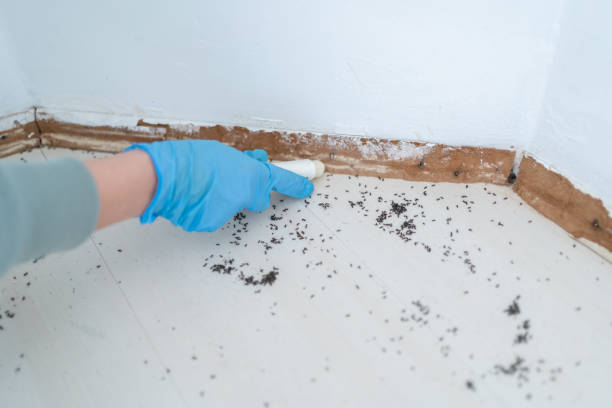 Best Affordable Pest Control Services  in Milford, UT